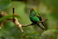 Kolibrik medenohlavy - Elvira cupreiceps - Coppery-headed Emerald o2575